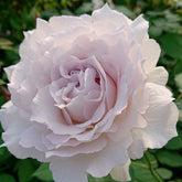 Saphiret Rose